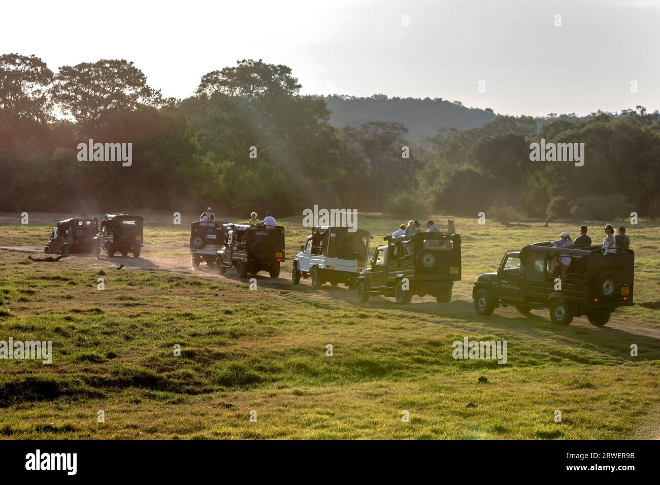 Ein Konvoi von Safarijeeps verlässt den Kaudulla-Nationalpark in Sri Lanka am späten Nachmittag. Stockfoto