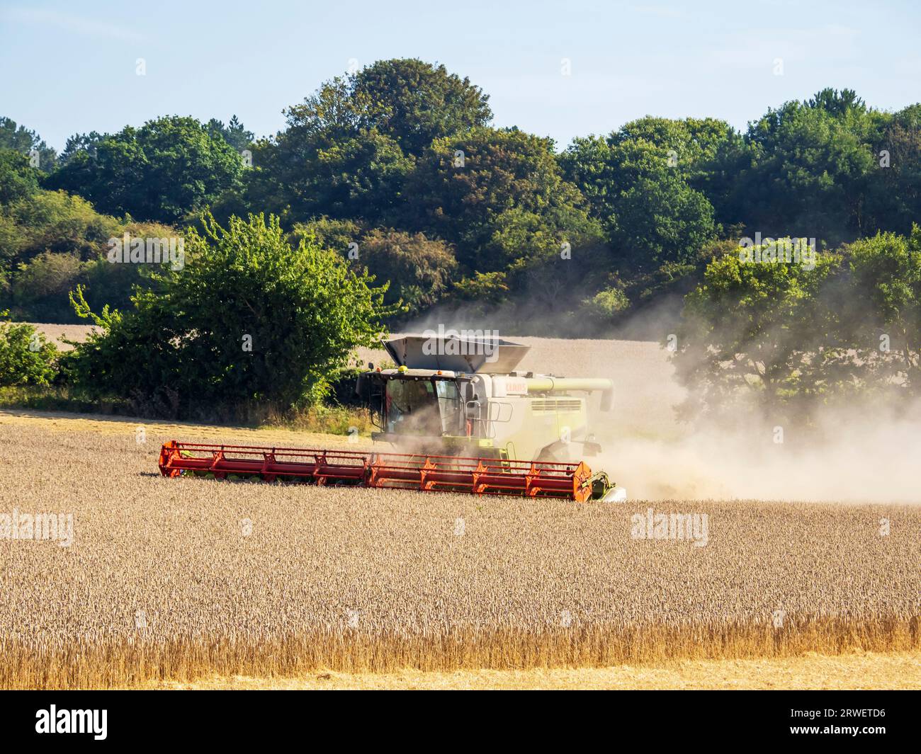 Ein Landwirt, der ein Weizenfeld in Cley Next the Sea, Norfolk, Großbritannien erntet. Stockfoto