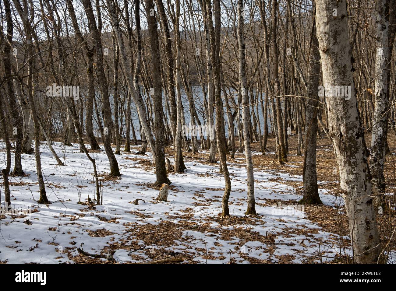 Waldbäume Schneesee. Die stille, geheimnisvolle Schönheit des Buchenwaldes, der von Schnee bedeckt ist. Ein Spaziergang ist ein Wochenendausflug. Blauer See im Winterwald. B Stockfoto