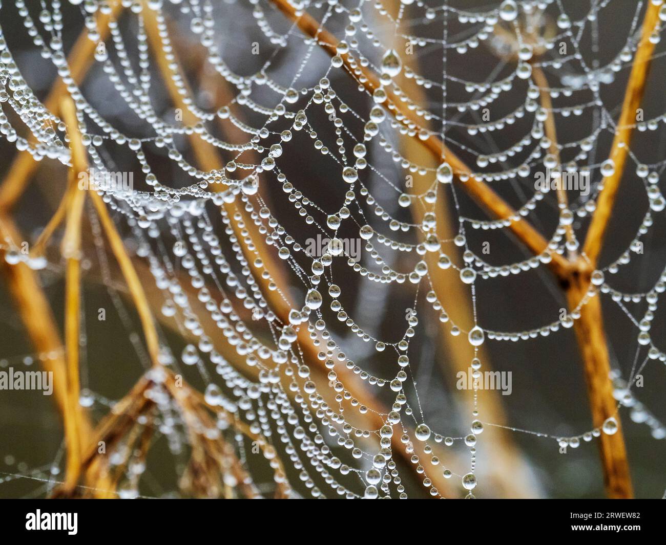 Dew on Spiders Web in Titchwell, Norfolk, Großbritannien. Stockfoto