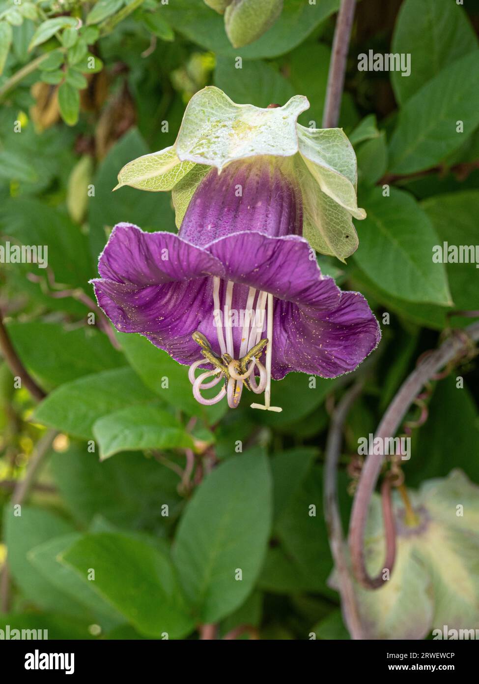 Eine einzelne violette Glockenblume des jährlichen Kletterers Cobaea scandens Stockfoto