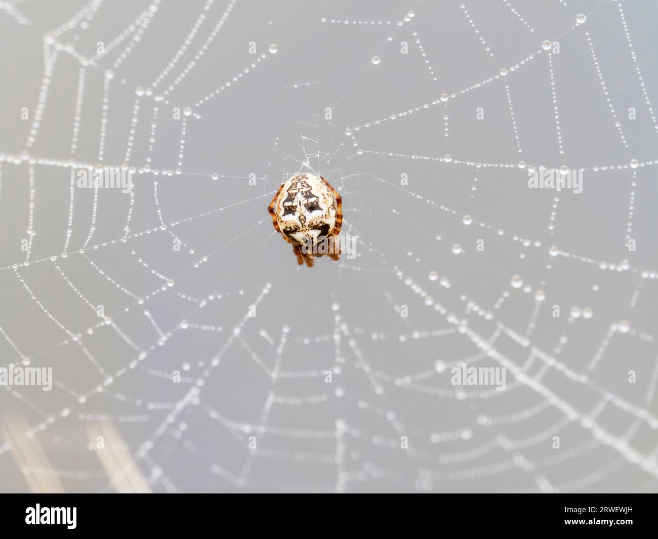 Dew on European Garden Spinnen Web in Titchwell, Norfolk, UK. Stockfoto