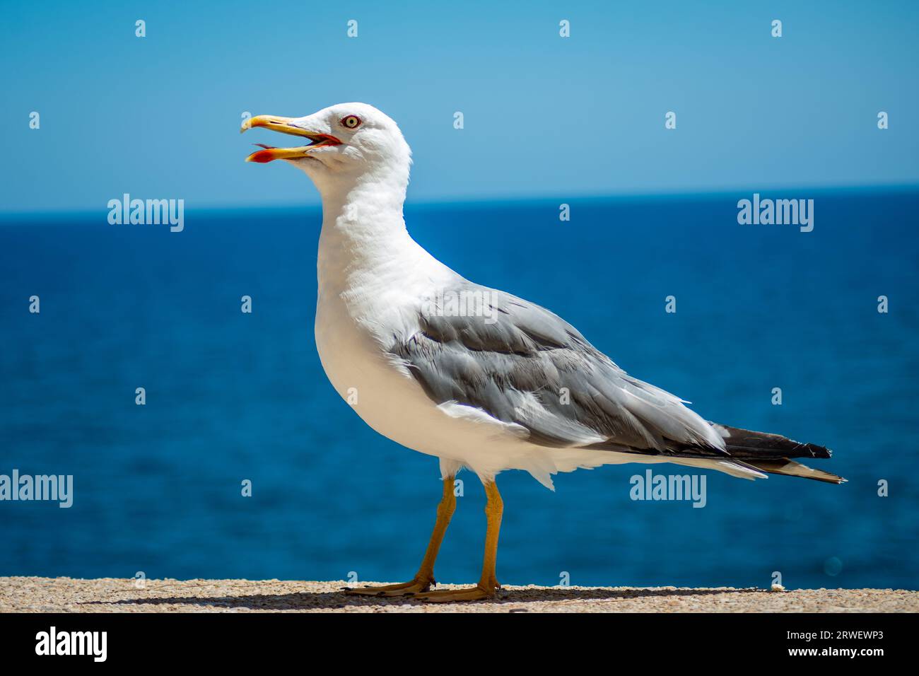 Möwe thront auf den Mauern der Burg Peñiscola Stockfoto