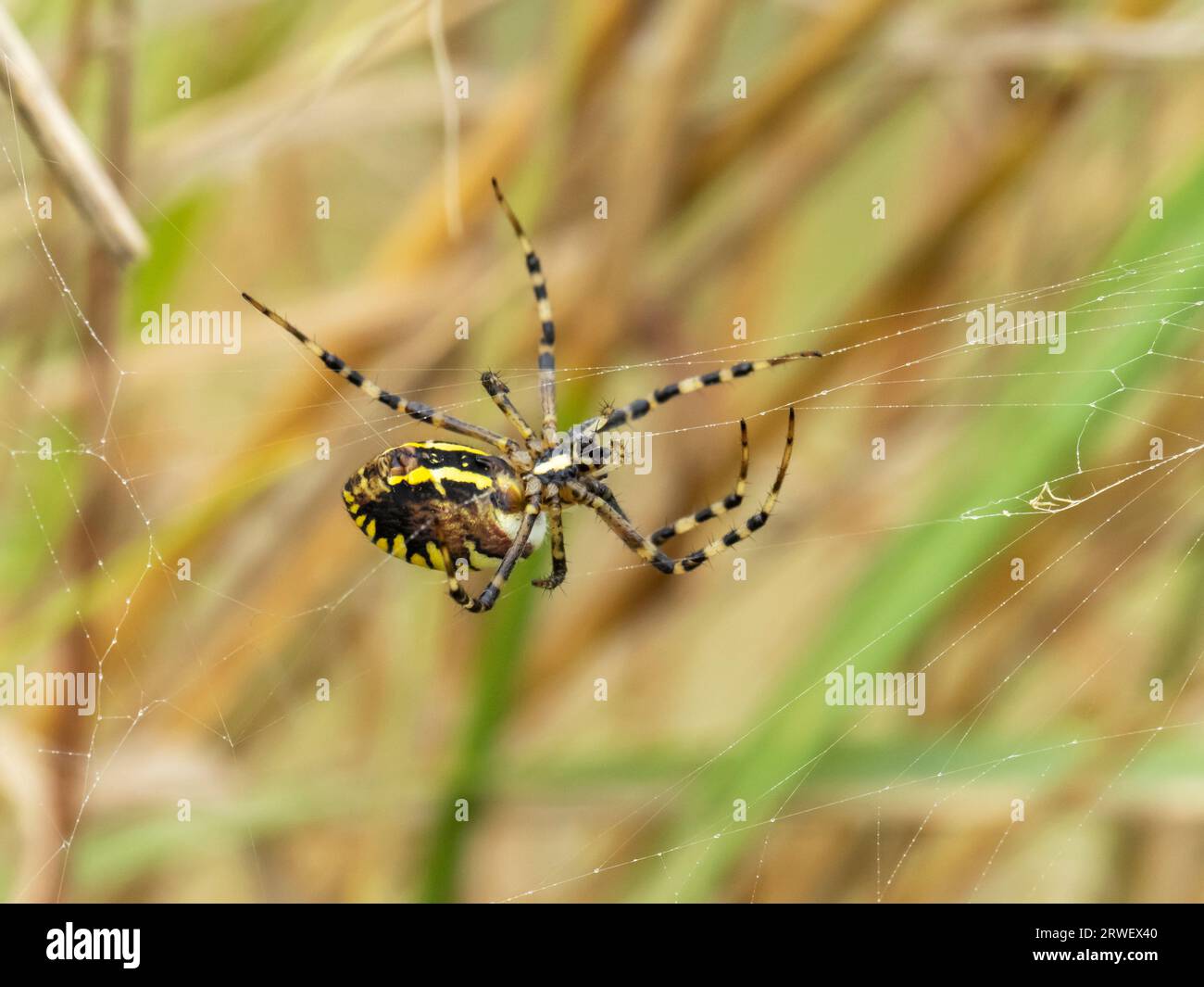 A Wasp Spider; Argiope bruennichi in Titchwell, Norfolk, Großbritannien. Stockfoto