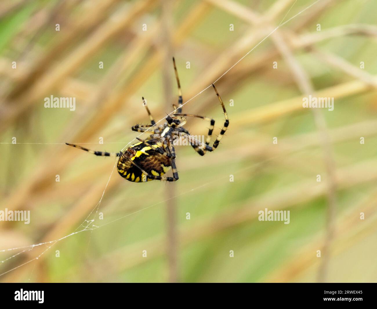 A Wasp Spider; Argiope bruennichi in Titchwell, Norfolk, Großbritannien. Stockfoto