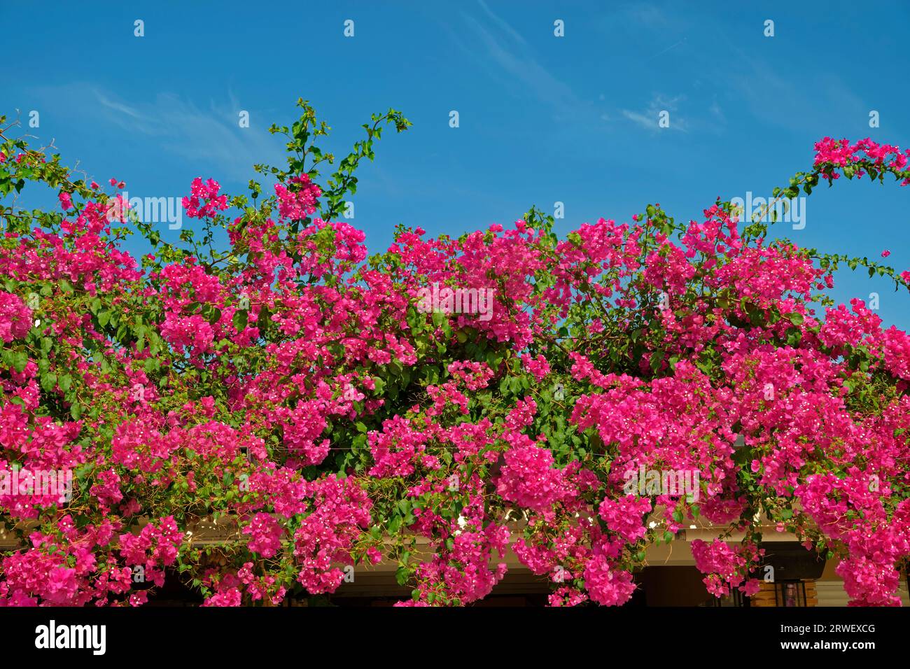 Rosafarbene Bougainvillea Blüten. Stockfoto