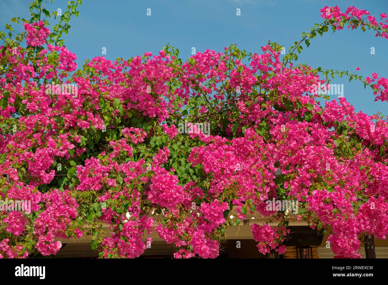 Rosafarbene Bougainvillea Blüten. Stockfoto