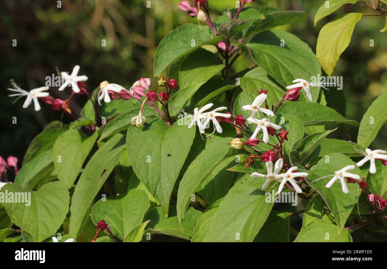 Der duftende Clerodendrum-Strauch in Blüte Stockfoto