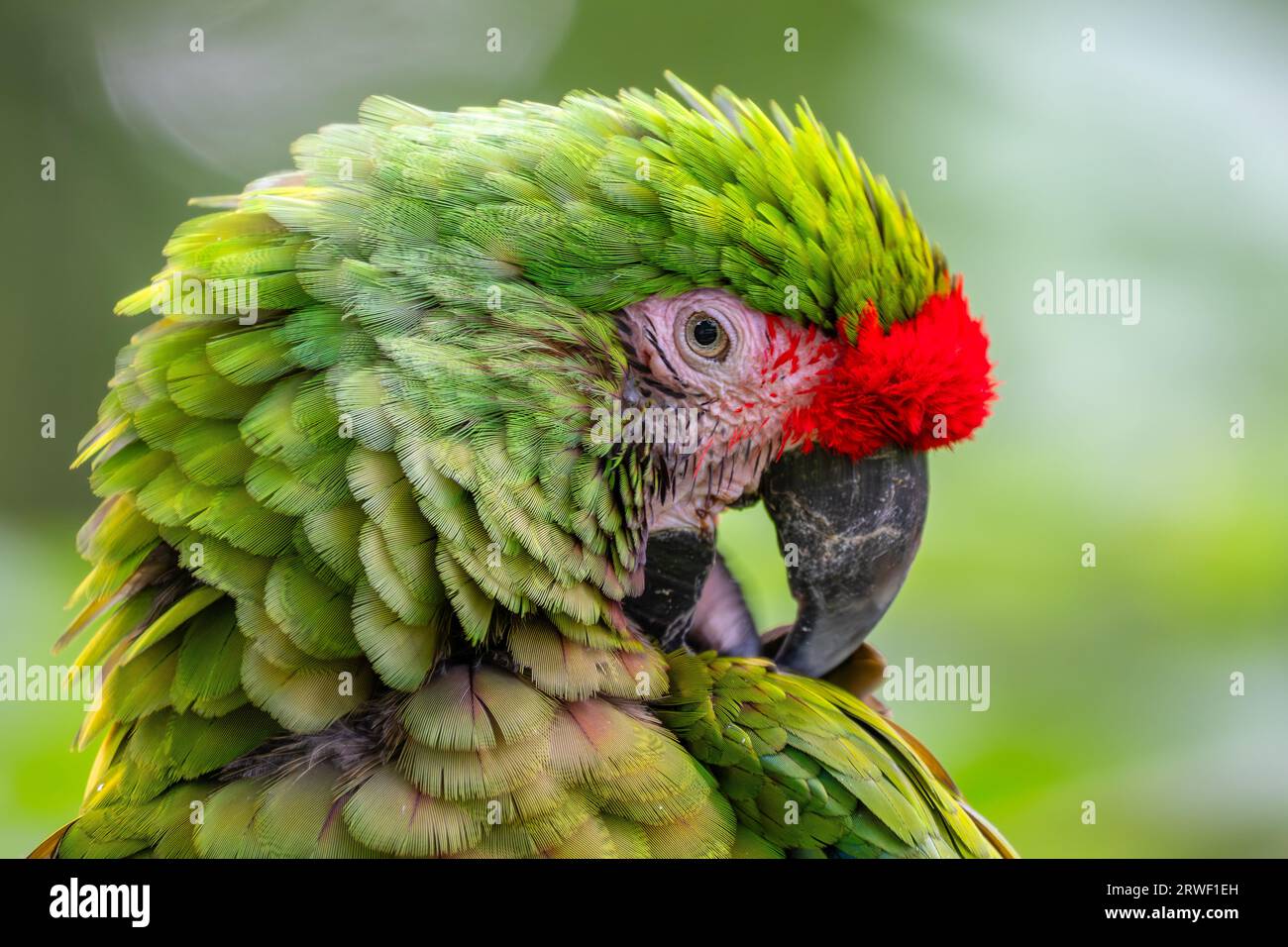 Militärara - Ara militaris, großer schöner grüner Papagei aus Südamerika-Wäldern, Ecuador. Stockfoto