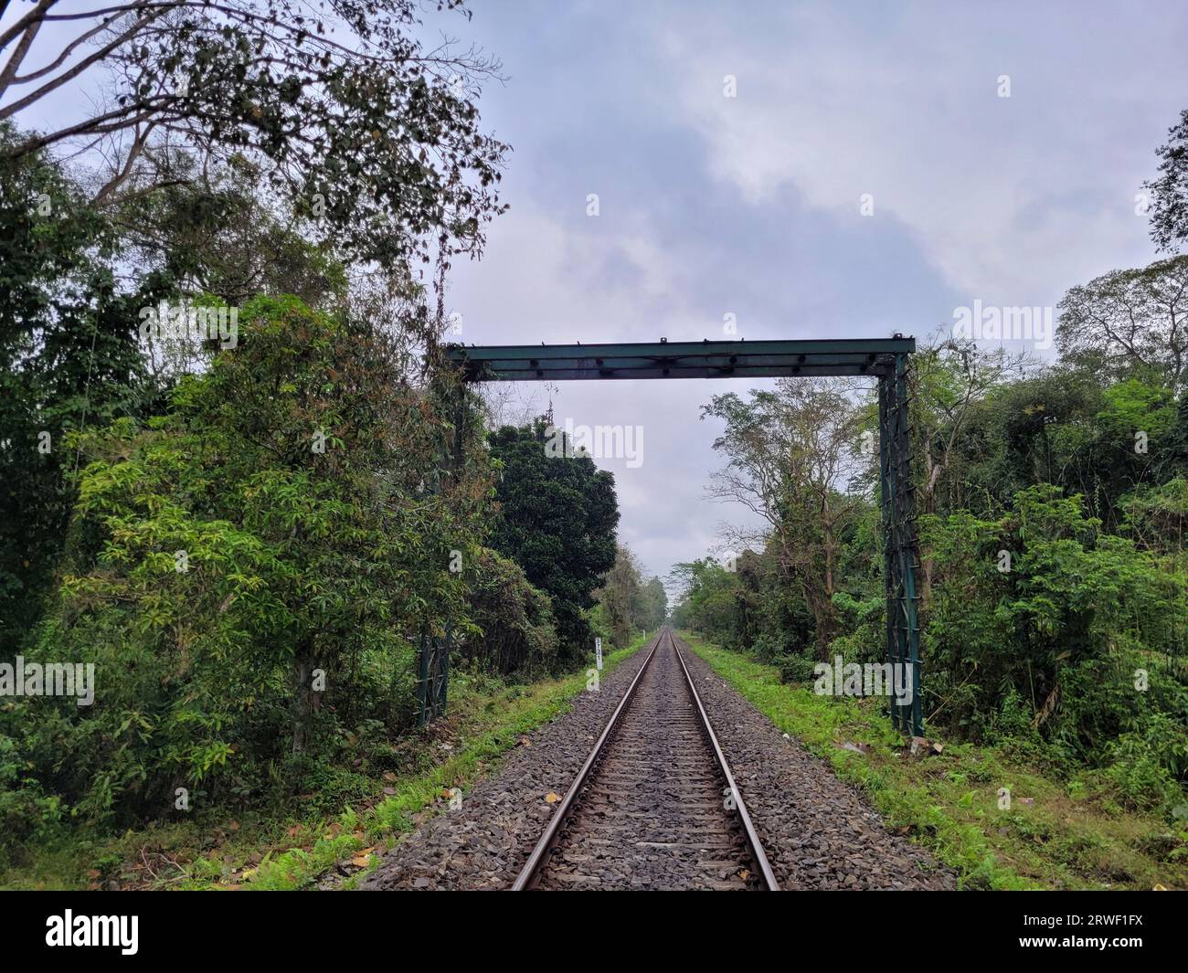 Diese Baumbrücke wurde in und um das Gibbonreservat (assam, indien) installiert, damit die gefährdeten Gibbons ihr Leben nicht riskieren müssen Stockfoto