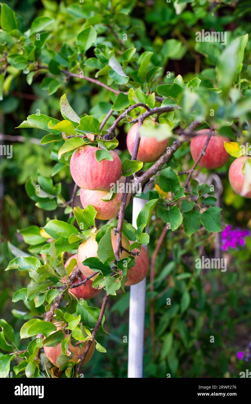 Apfelbaum. Ast von reifen roten Äpfeln auf einem Baum im Garten Stockfoto