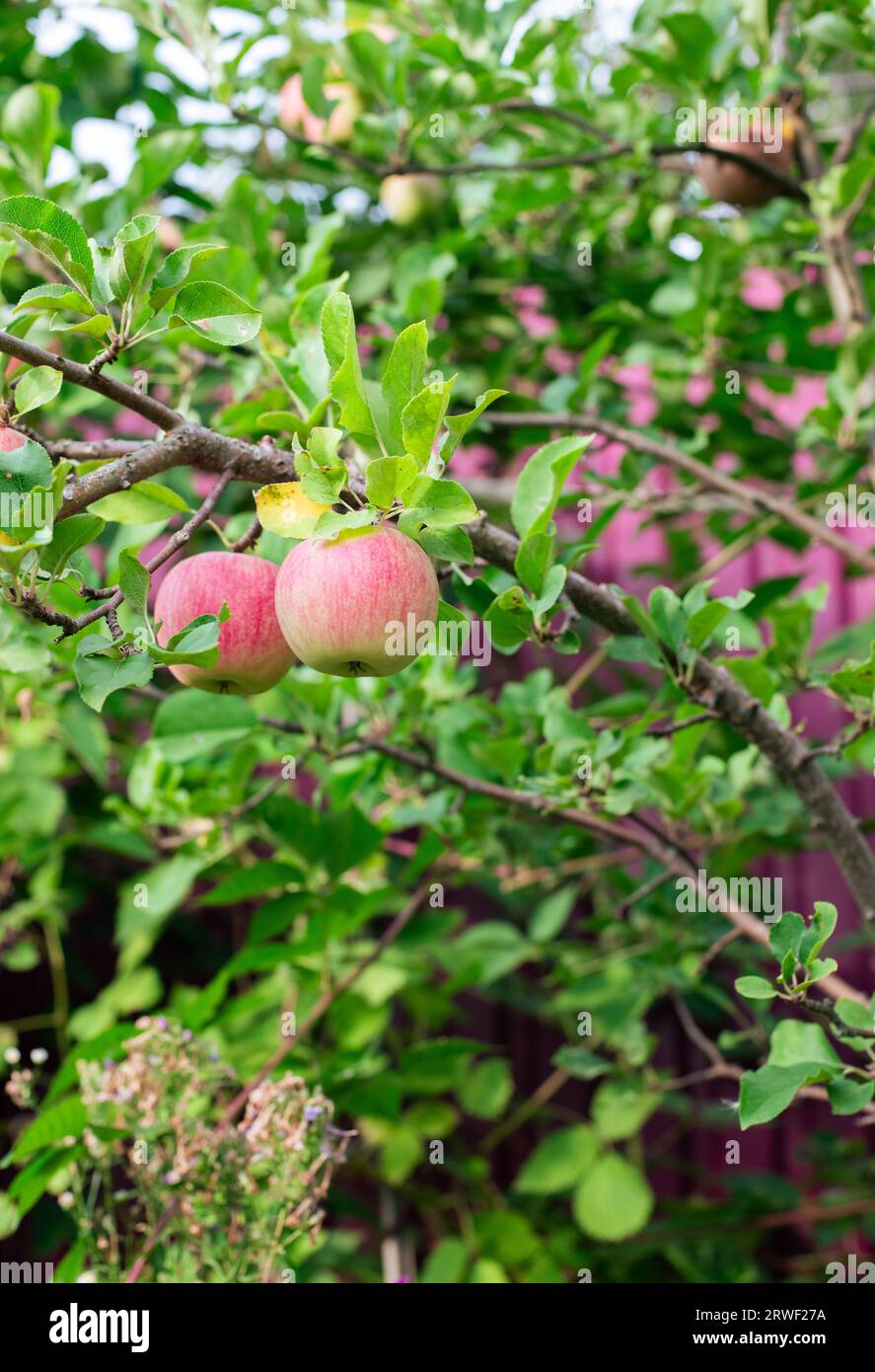 Apfelbaum. Ast von reifen roten Äpfeln auf einem Baum im Garten Stockfoto
