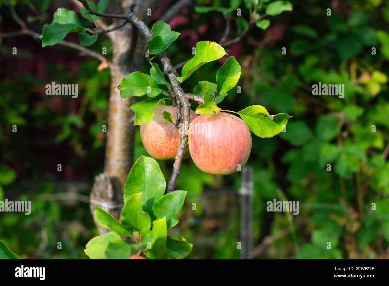 Apfelbaum. Ast von reifen roten Äpfeln auf einem Baum im Garten Stockfoto
