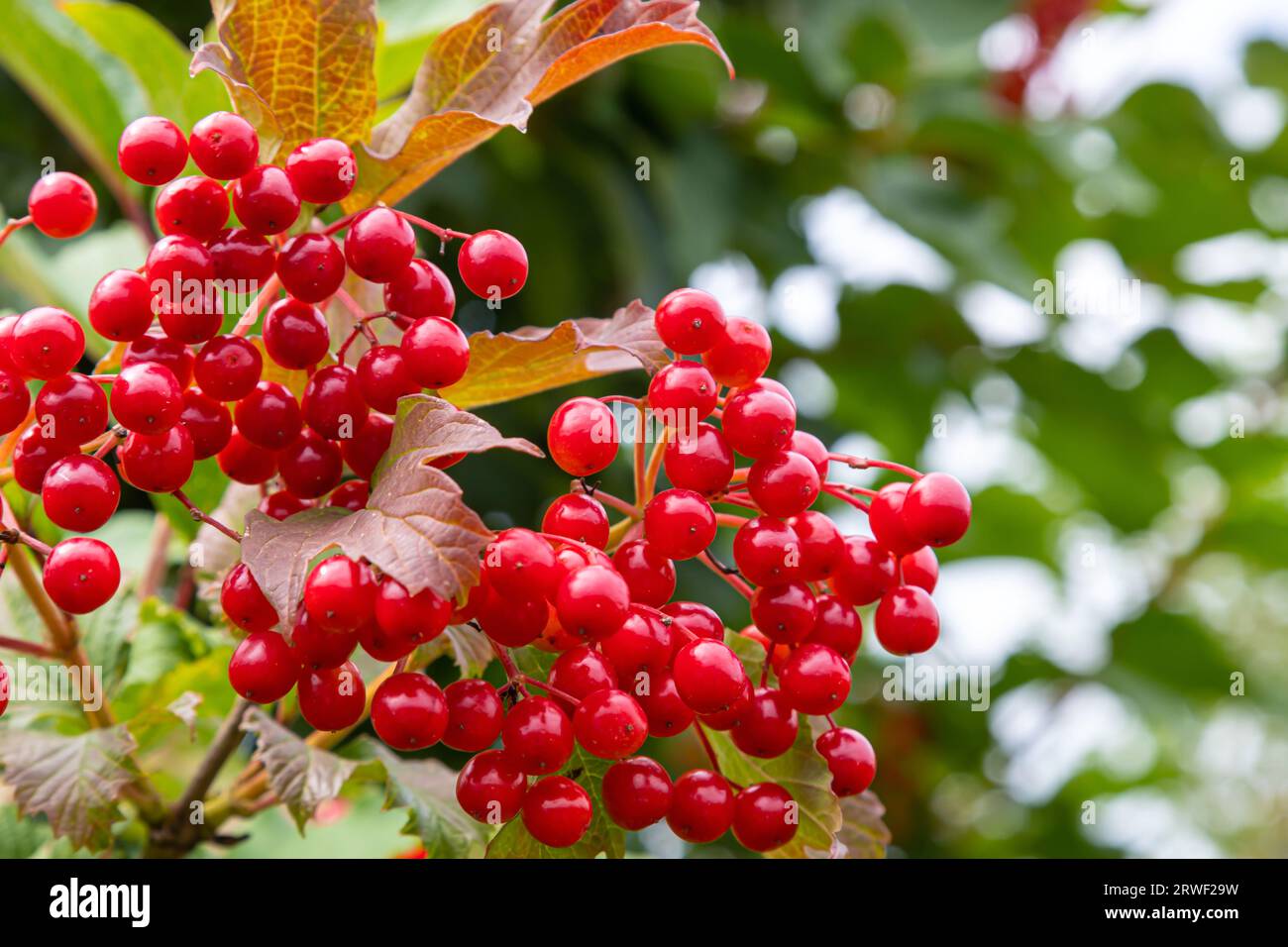 Herbstbranchviburnum im Regen, fallende Tropfen. Reife, saftige rote Beeren viburnum opulus, grüne Blätter, Makro. Ernte, Herbst-Hintergrund Stockfoto