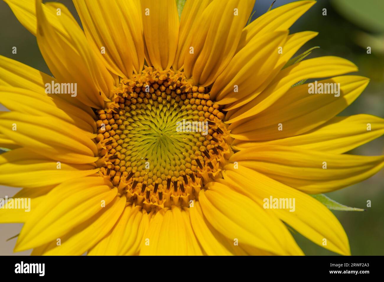 Mitten in der Blüte gelber Sonnenblumen auf dem Feld, Anbau von Nahrung, Sonnenblumenfeld während der Blüte und Bestäubung, Nahaufnahme Stockfoto