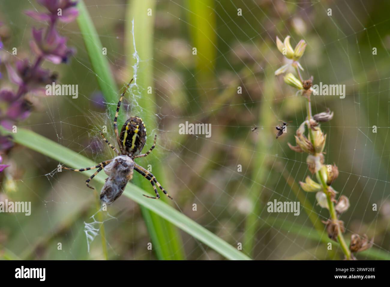 Die wilde Raubtierspinne Argiope bruennichi mit markanten gelben und schwarzen Streifen auf dem Bauch fängt Beute in ihrem Netz, lähmt sie und wickelt sie ein Stockfoto