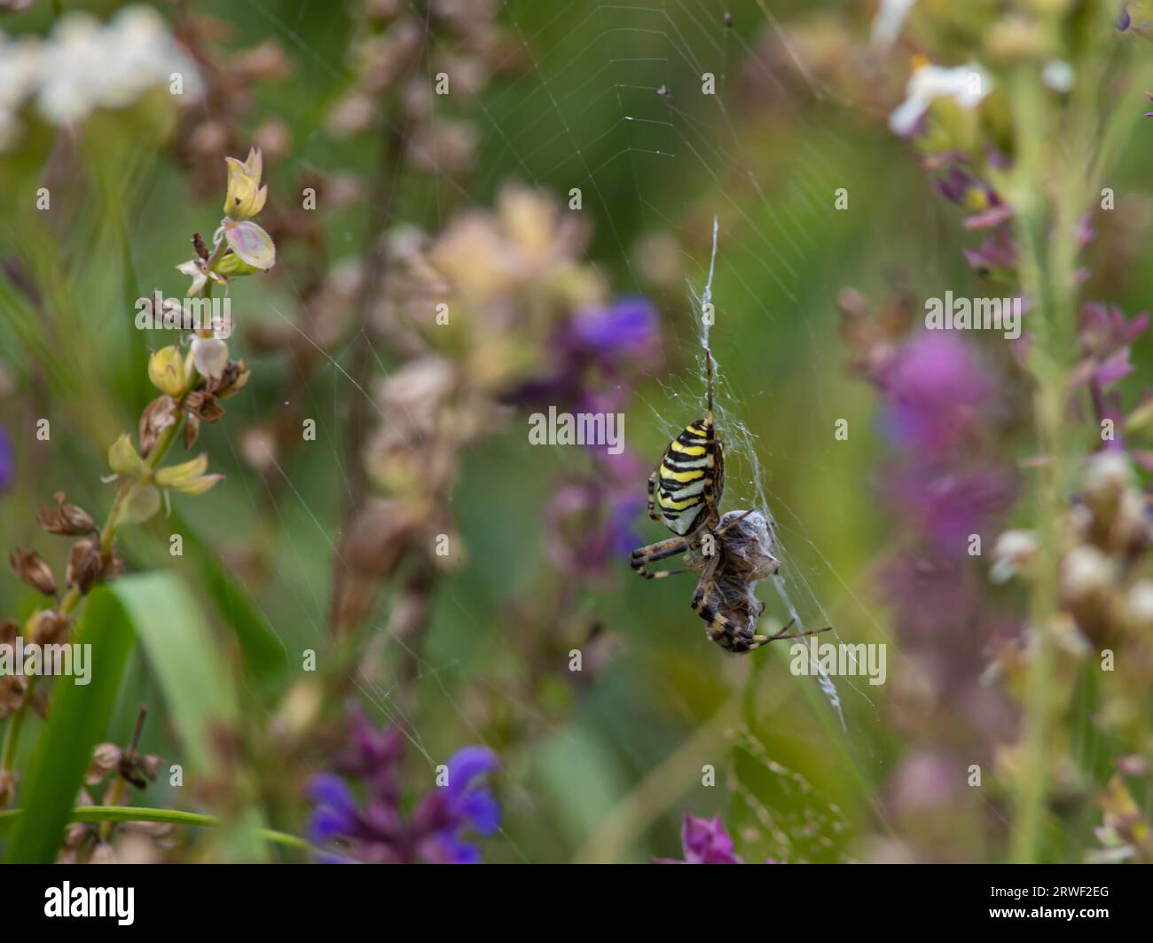 Die wilde Raubtierspinne Argiope bruennichi mit markanten gelben und schwarzen Streifen auf dem Bauch fängt Beute in ihrem Netz, lähmt sie und wickelt sie ein Stockfoto