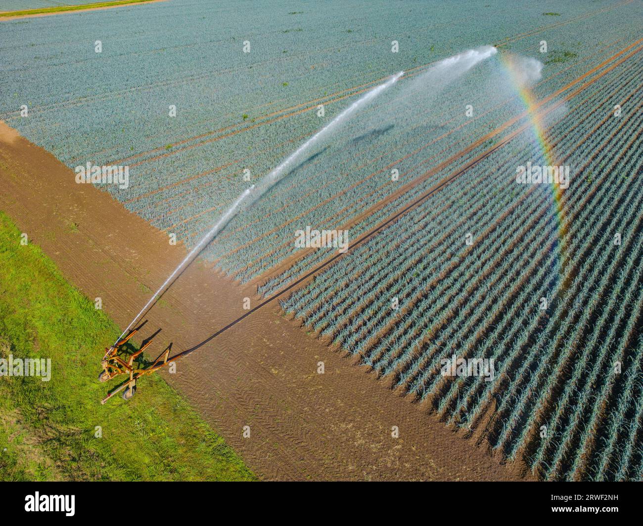 Bewässerungssystem im industriellen Gemüseanbau in der Landwirtschaft mit Wasser und Regenbogen als Luftbild Stockfoto