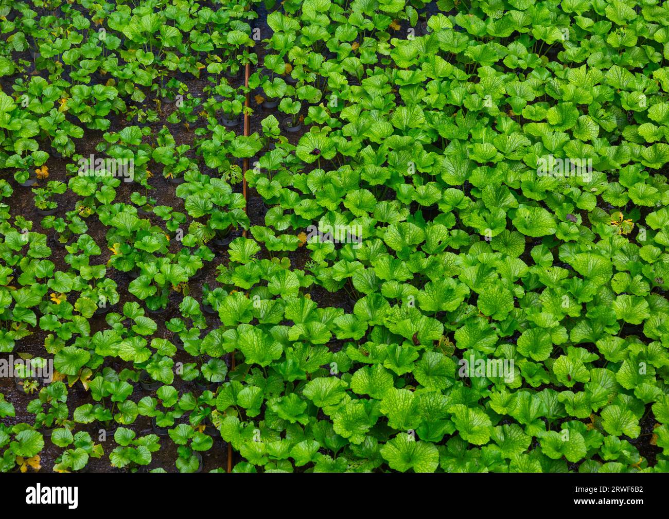 Izu wasabi Fotos und Bildmaterial in hoher Auflösung Alamy