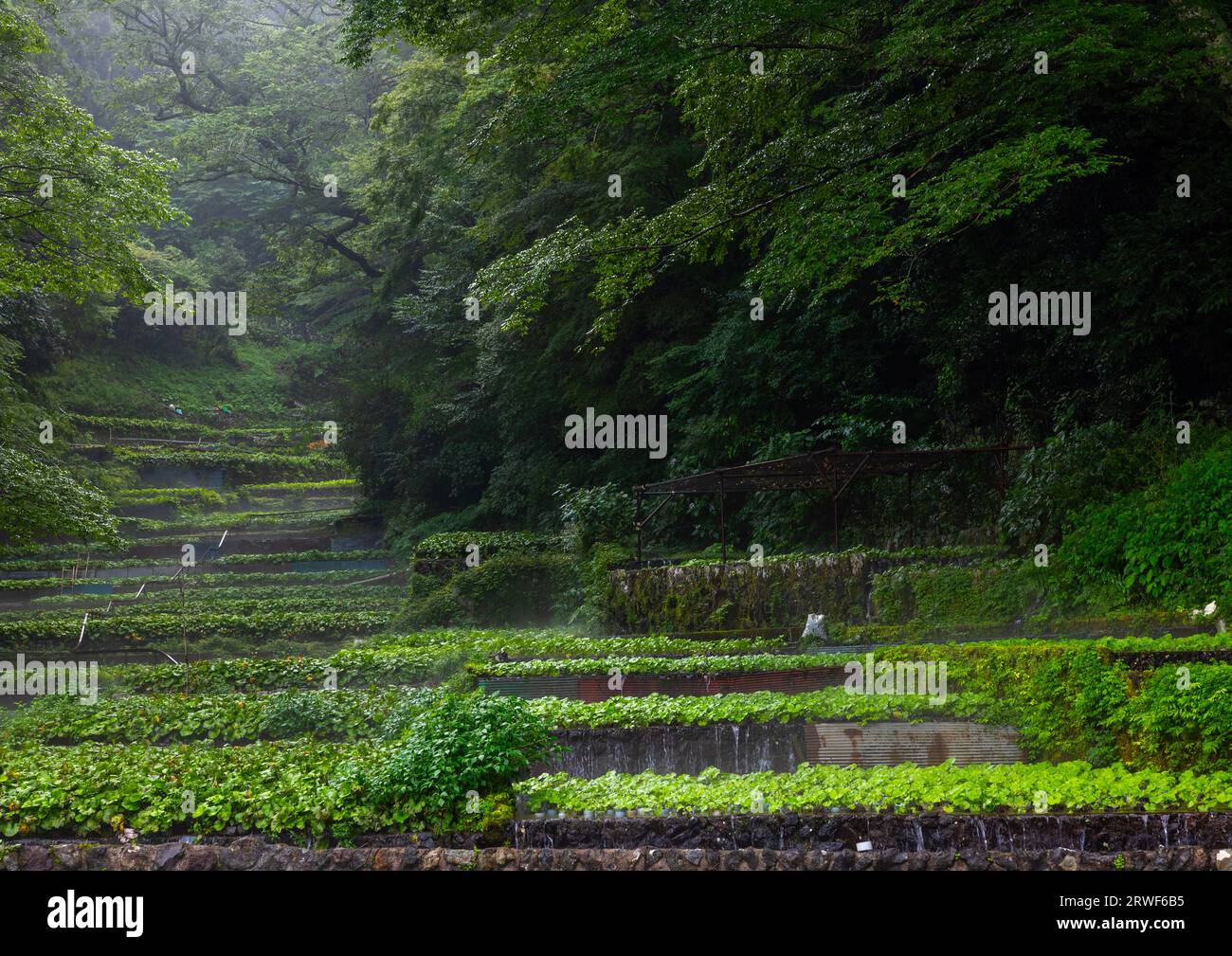 Anbau von Wasabi-Kulturen in den Hügeln, Präfektur Shizuoka, Ikadaba, Japan Stockfoto