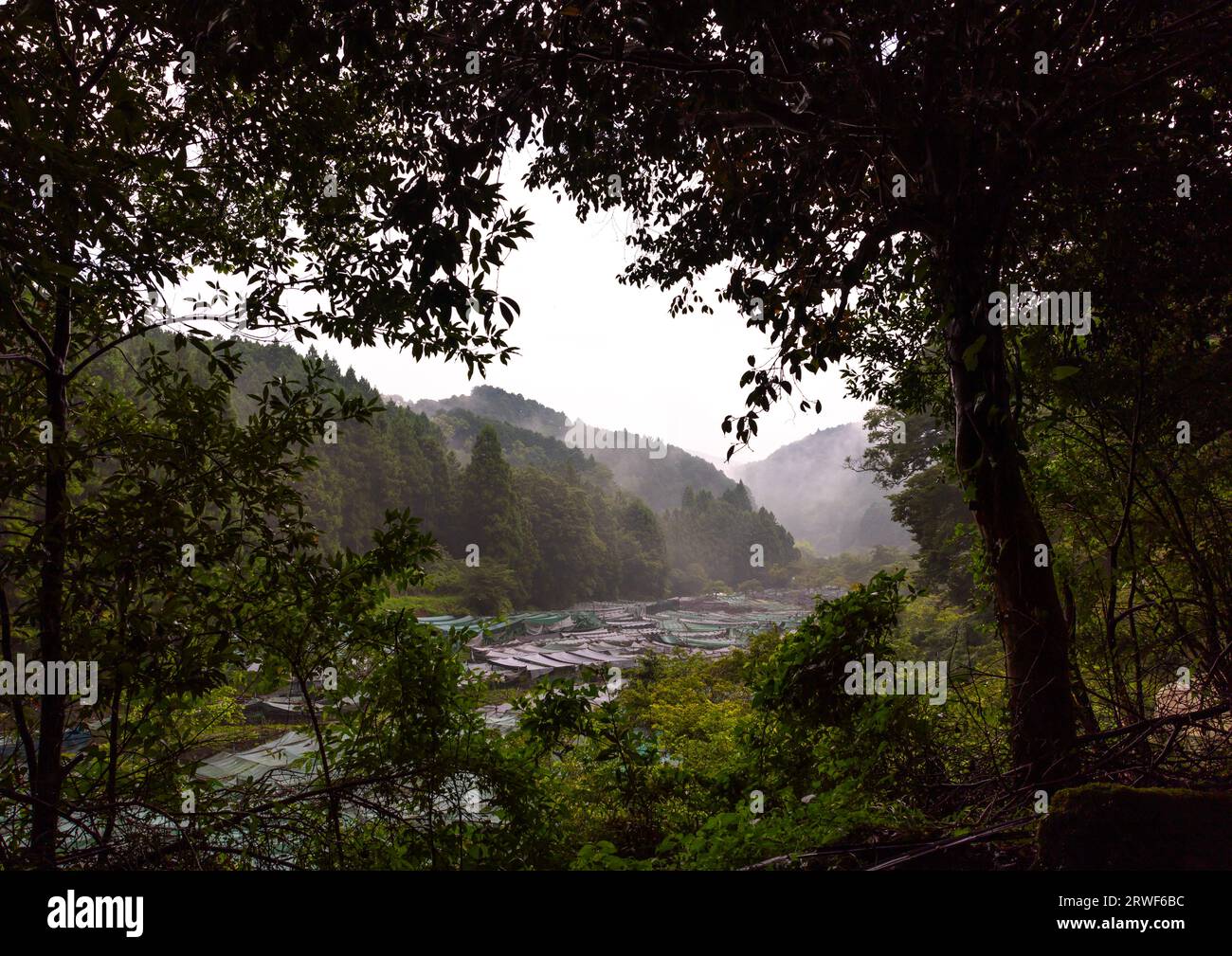 Anbau von Wasabi-Kulturen in den Hügeln, Präfektur Shizuoka, Ikadaba, Japan Stockfoto
