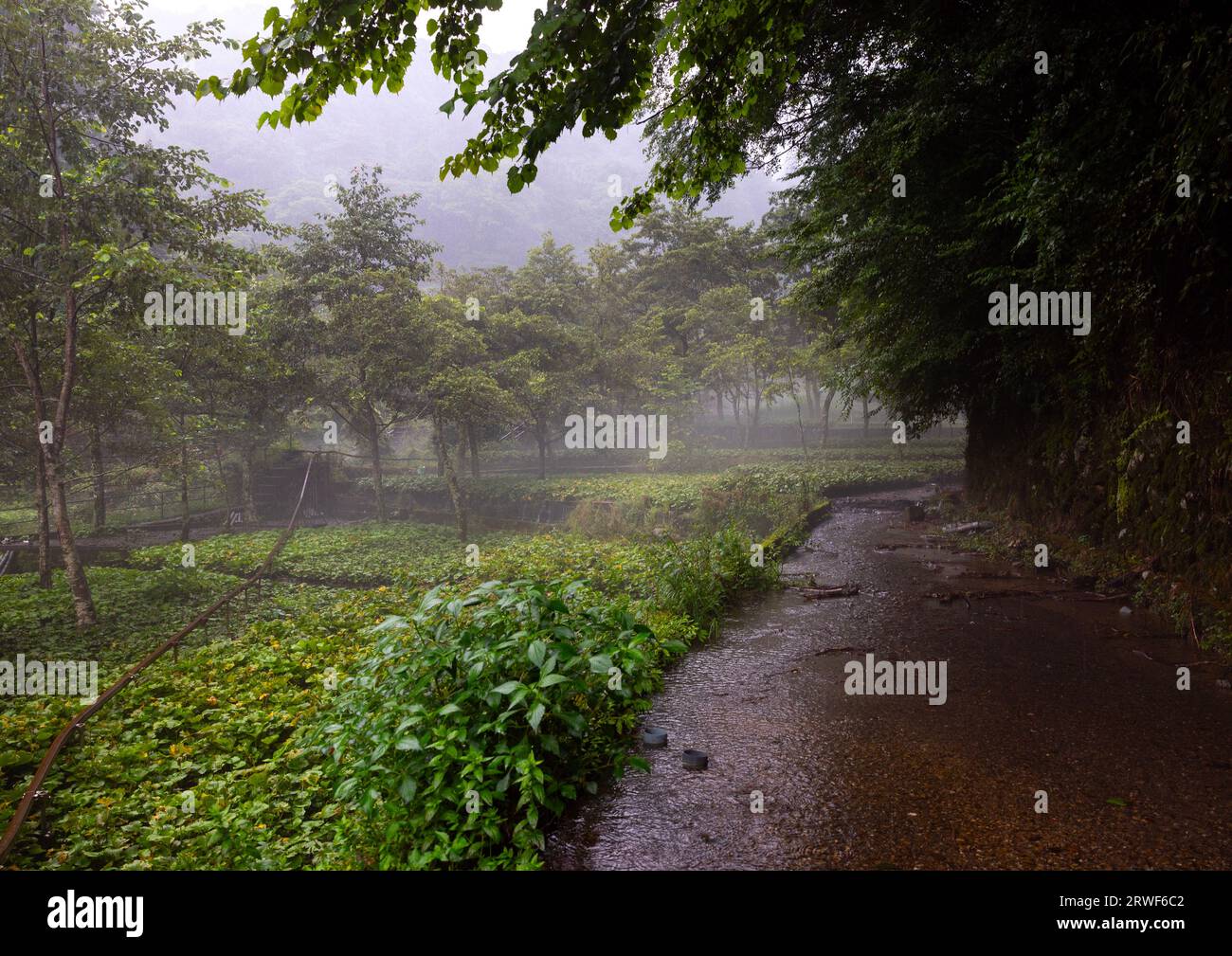 Anbau von Wasabi-Kulturen in den Hügeln, Präfektur Shizuoka, Ikadaba, Japan Stockfoto