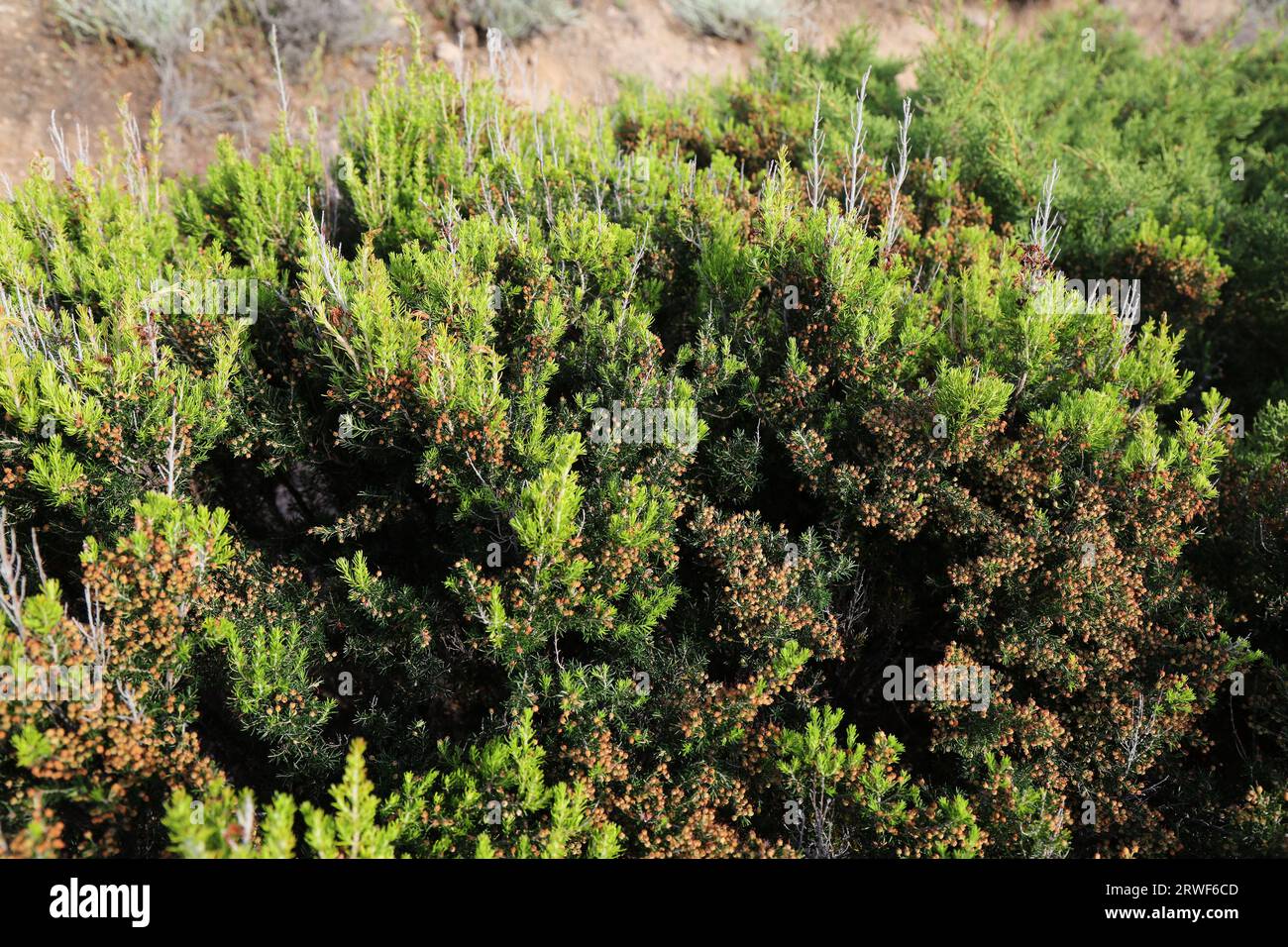 Italien Sardinien Insel Natur. Mediterrane immergrüne Strauchpflanzenarten: Früchte der Baumheide (Erica arborea). Hellgrünes frisches Frühlingswachstum. Stockfoto