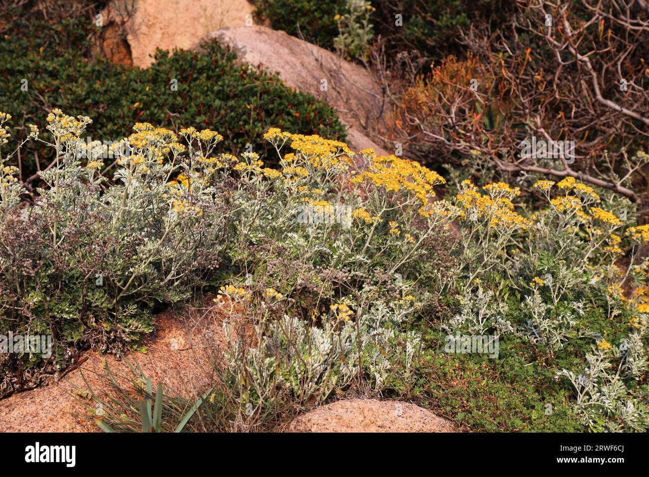Italien Sardinien Insel Natur. Mediterrane Pflanzenarten: Blüten von Silberragkraut (Jacobaea maritima). Stockfoto