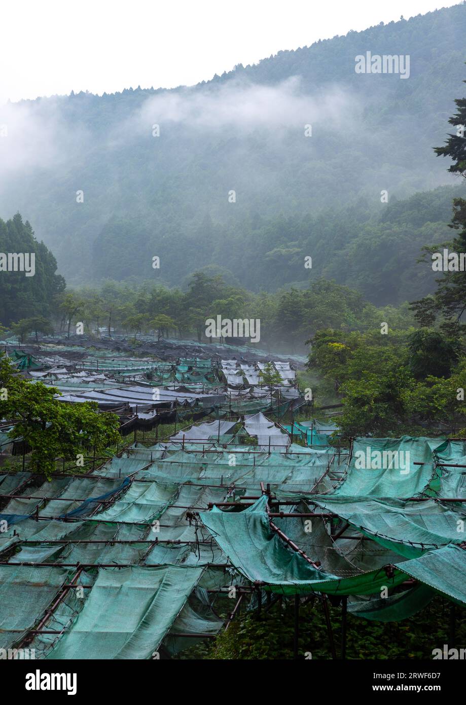 Anbau von Wasabi-Kulturen in den Hügeln, Präfektur Shizuoka, Ikadaba, Japan Stockfoto