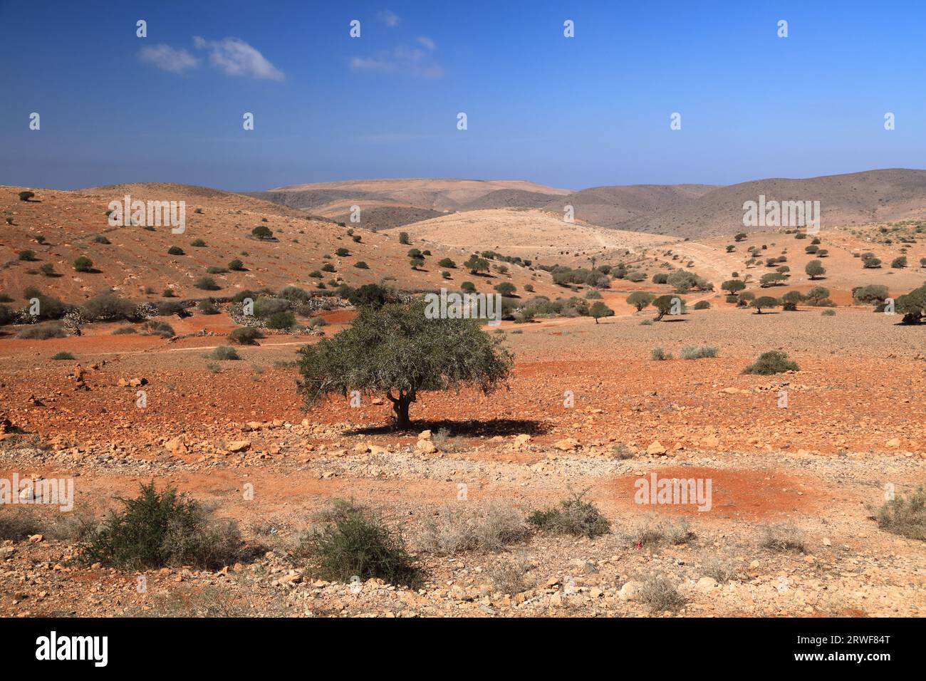 Arganbaum Wüstenlandschaft in Marokko. Argania-Baumarten sind endemisch im Sous-Tal. Stockfoto