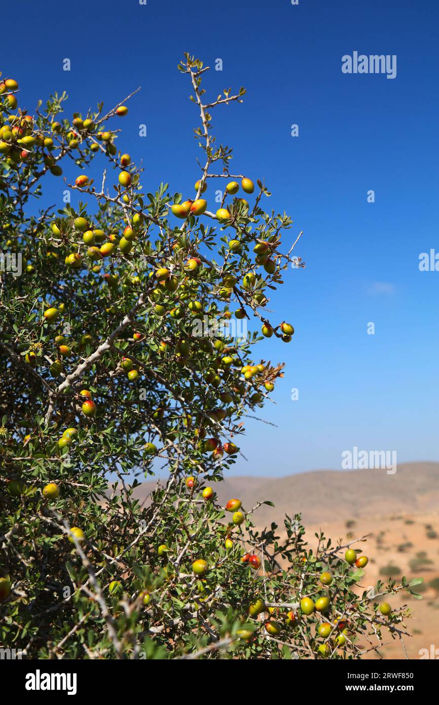 Argan-Baumfrucht in Marokko. Argania-Baumarten endemisch im Sous-Tal. Stockfoto