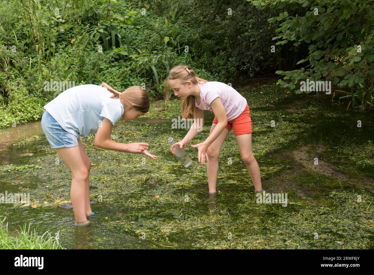 Zwei junge Mädchen, Schwestern, spielen in einem Bach und fangen Insekten und Wanzen in einer Flasche oder einem Glas Stockfoto