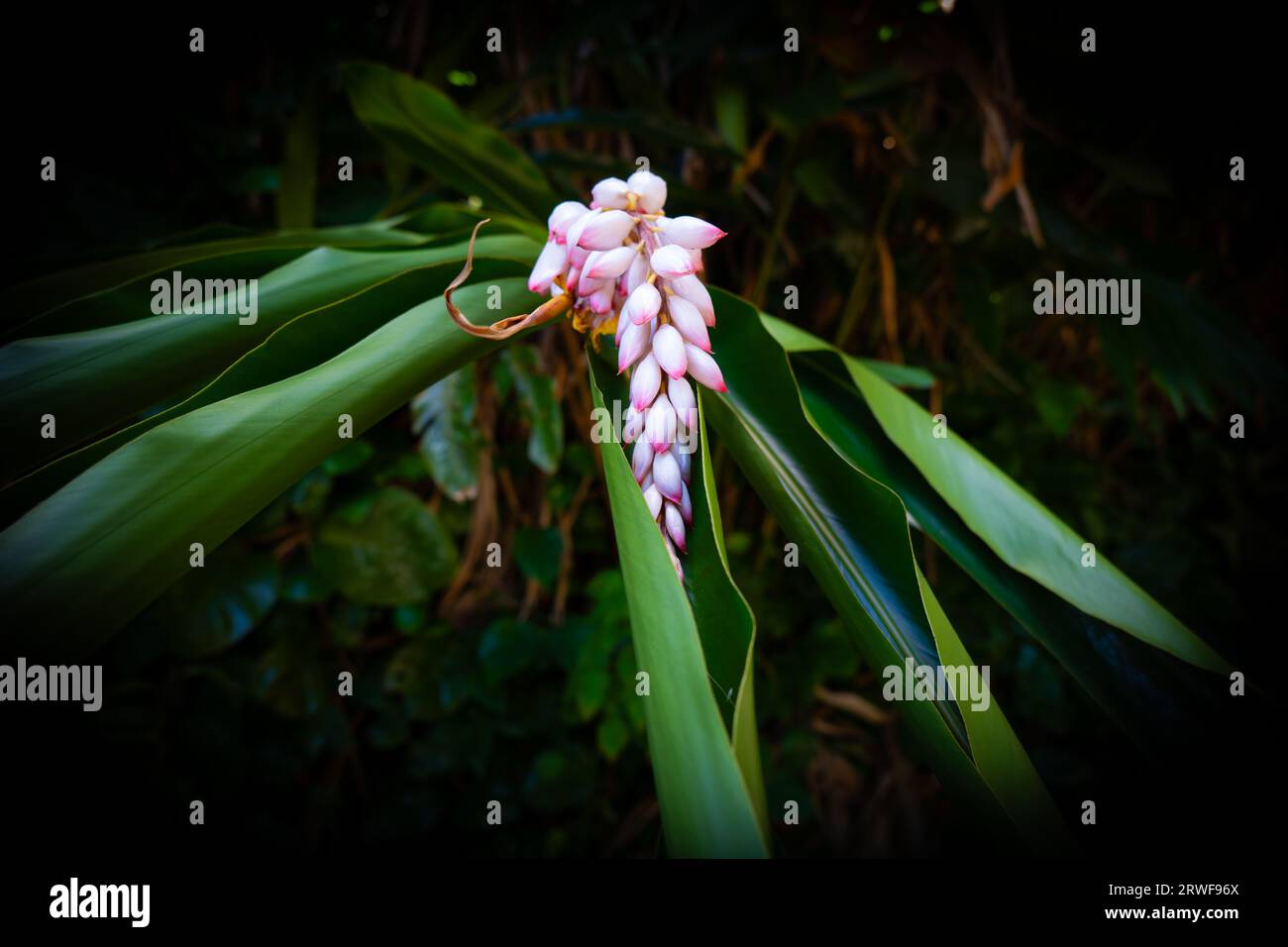 Blume in Manoa Falls, Oahu, Hawaii Stockfoto