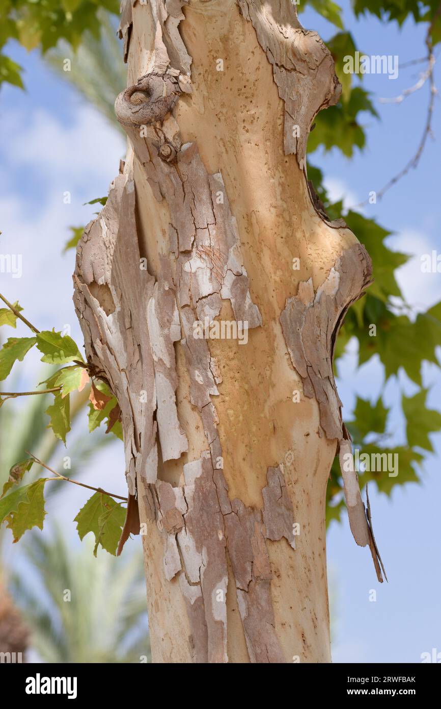 Detail des Stammes eines Baumes der Sorte platanus x hispanica oder platane, von dem seine Rinde in Form von Platten abgeht Stockfoto