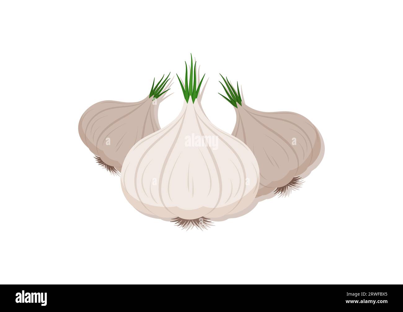 Vektor-Illustration von Knoblauch-frischem Gemüse. Leckeres gesundes Essen Stock Vektor