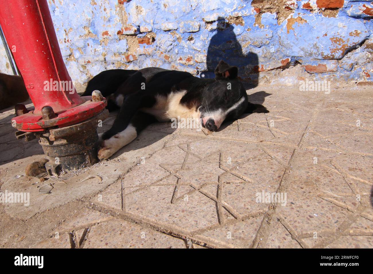 Der süße Schwarze und Weiße Straßenhund lag schlafend in der Sonne, auf einem Sternenpfad in Chefchaouen, Blue City, Nordmarokko, neben einem roten Hydranten Stockfoto