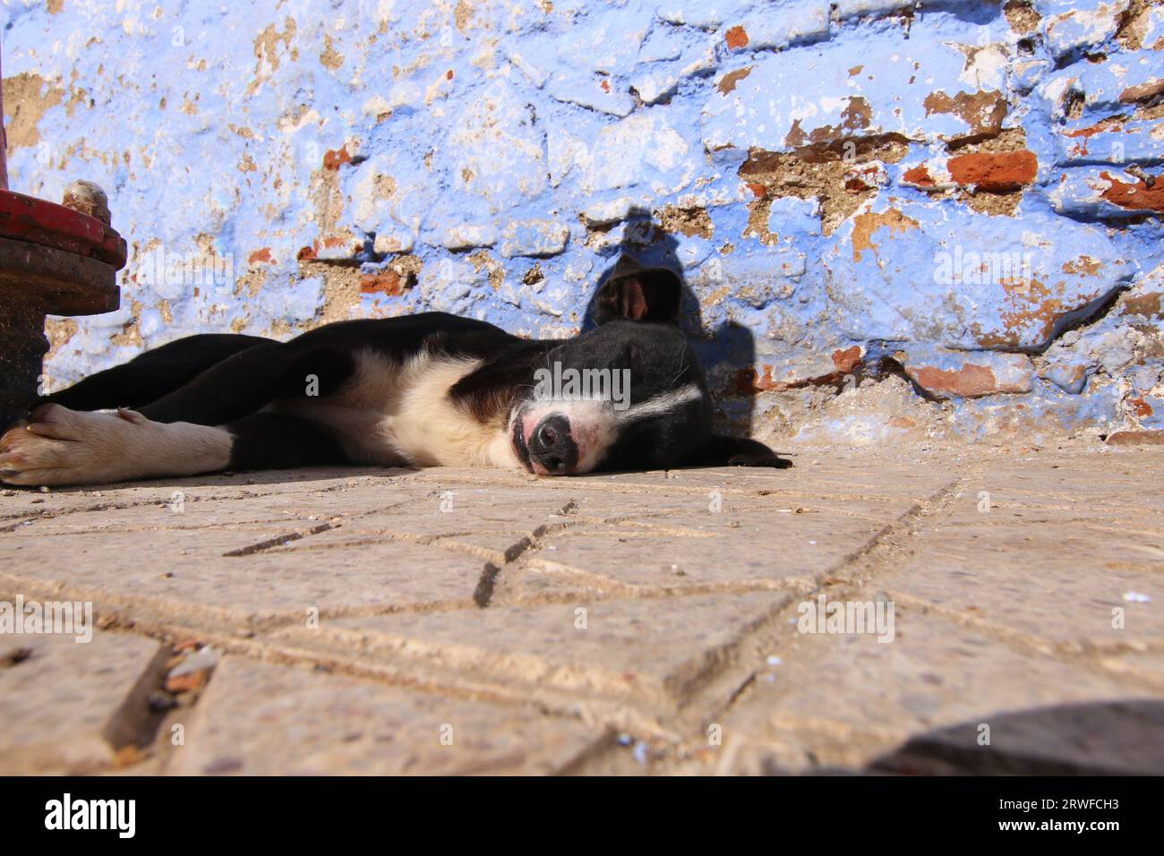 Der süße Schwarze und Weiße Straßenhund lag schlafend in der Sonne, auf einem Sternenpfad in Chefchaouen, Blue City, Nordmarokko, neben einem roten Hydranten Stockfoto