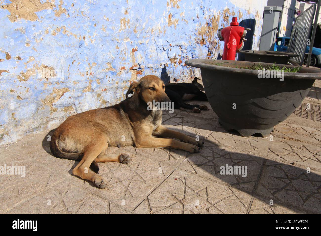 Zwei süße Straßenhunde liegen auf einem Sternenmuster-Pfad in Chefchaouen, Blue City, Nordmarokko, in der Sonne, neben einem roten Hydranten, mit Blauer Mauer dahinter. Stockfoto