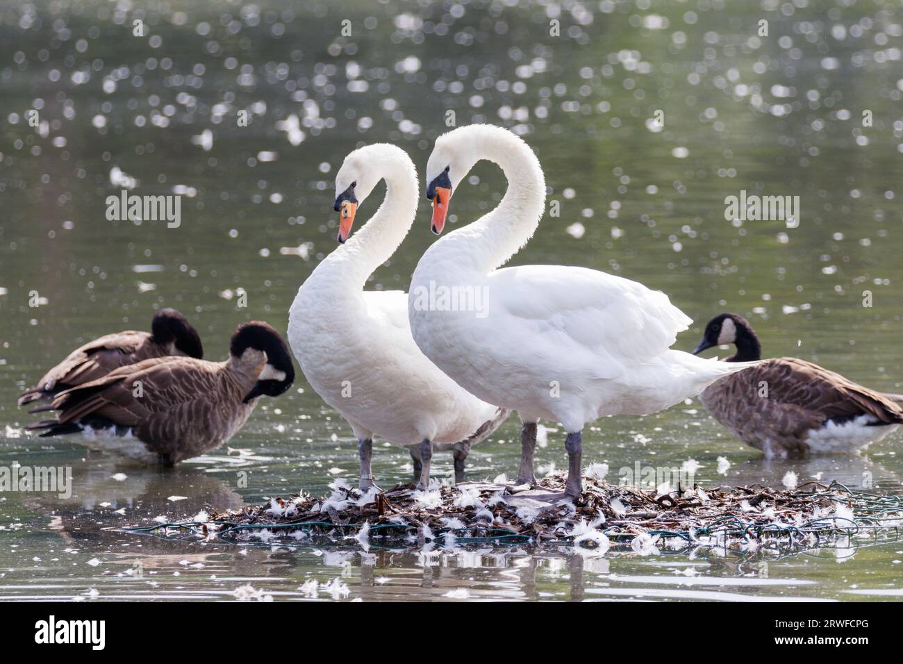 Ein Paar Mute Swans, Cygnus olor, spiegeln sich auf einem Nest, Sussex, UK Stockfoto