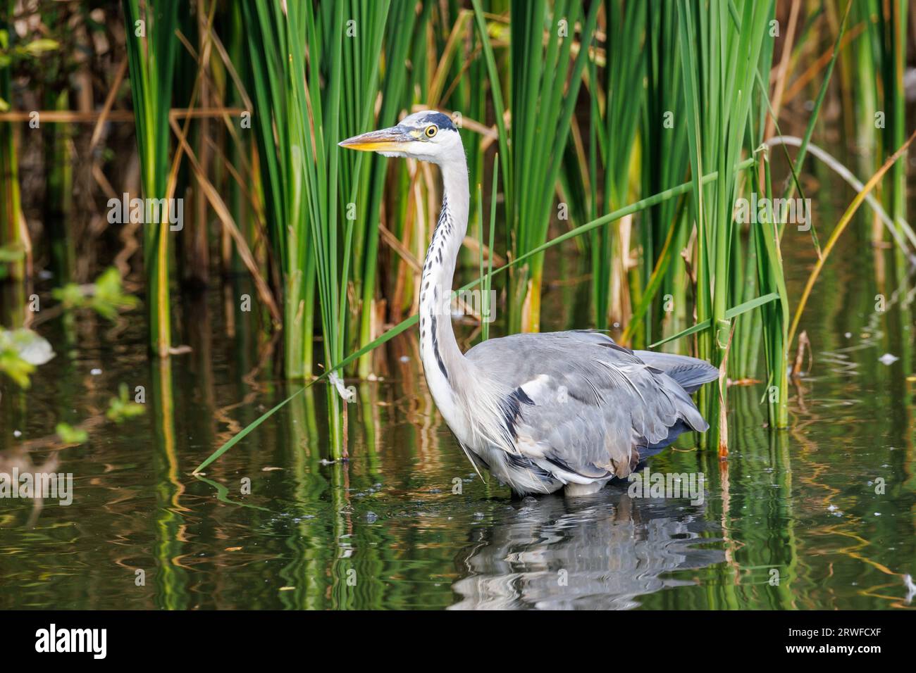 Grey Heron, Ardea cinerea, Sussex, Großbritannien Stockfoto