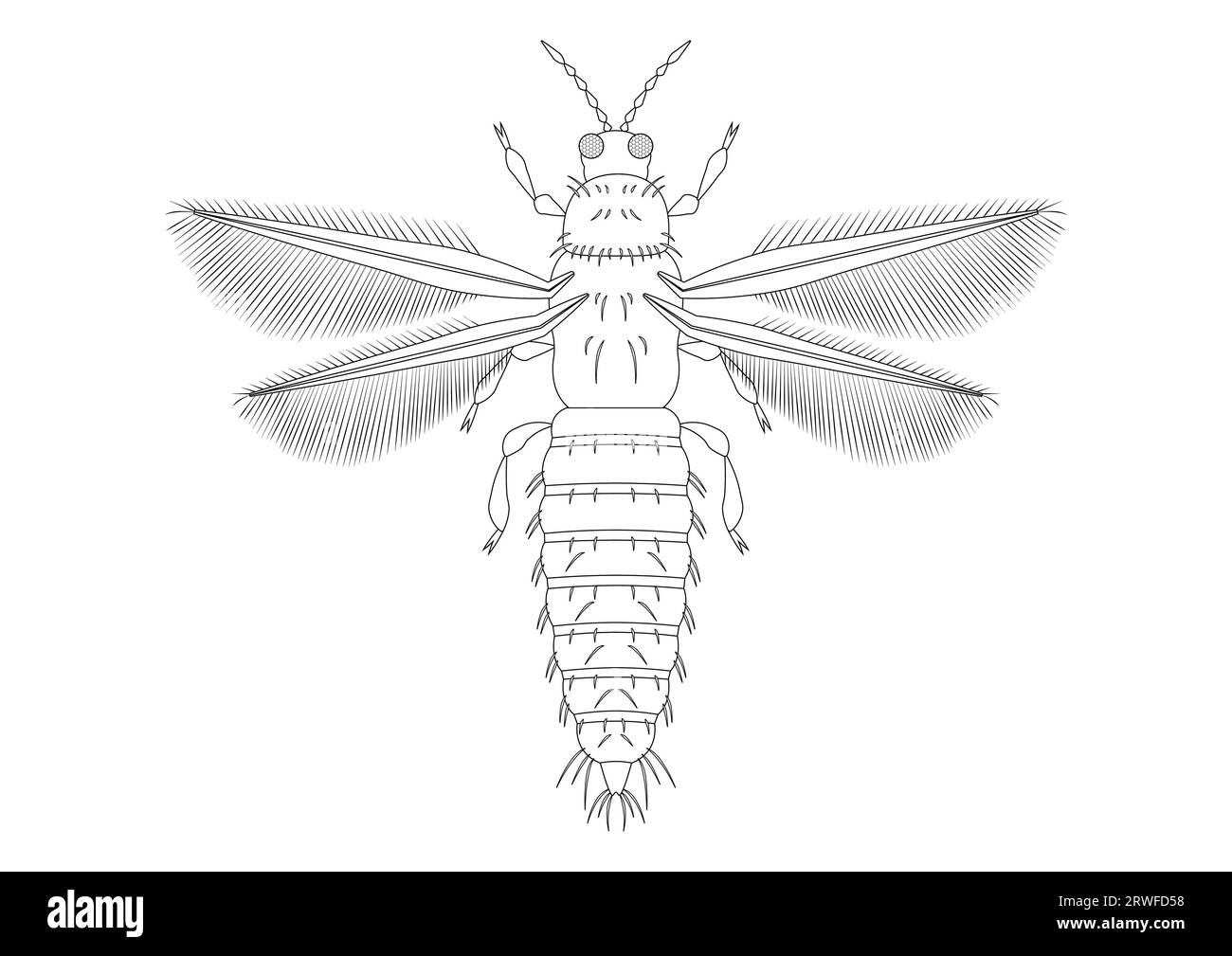 Schwarz-weiß Thrips Insect Clipart. Färbung der Seite von Thrips Insect Stock Vektor