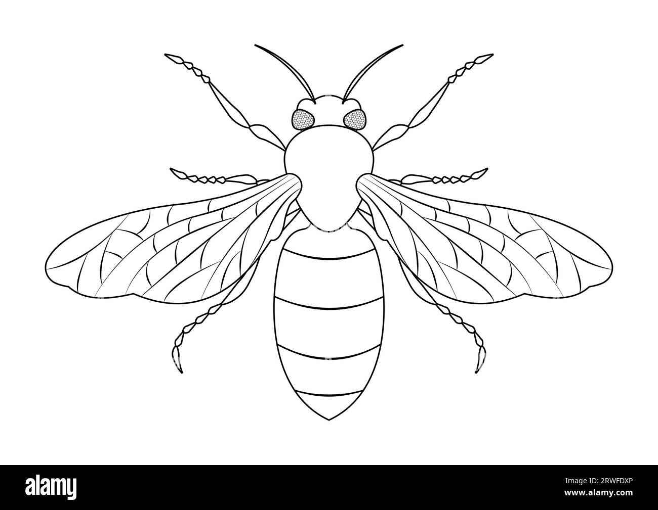 Schwarz-weiß Honeybee Vektor Clipart. Malseite einer Honigbiene Stock Vektor