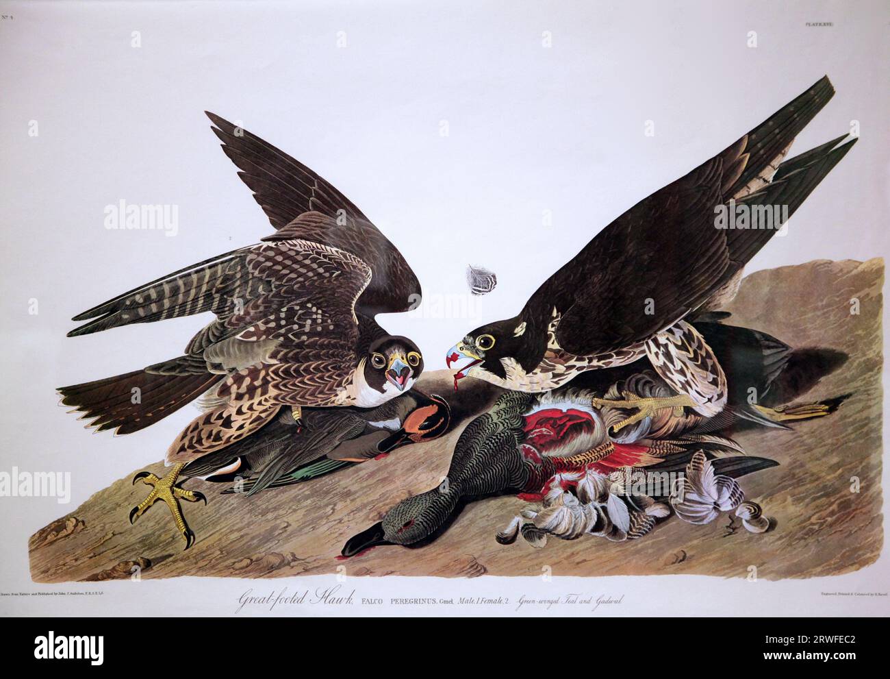 Peregrine Falcon von John James Audubon (1785-1851) aus „The Birds of America“ (1827-38).(Falco peregrinus. Stockfoto