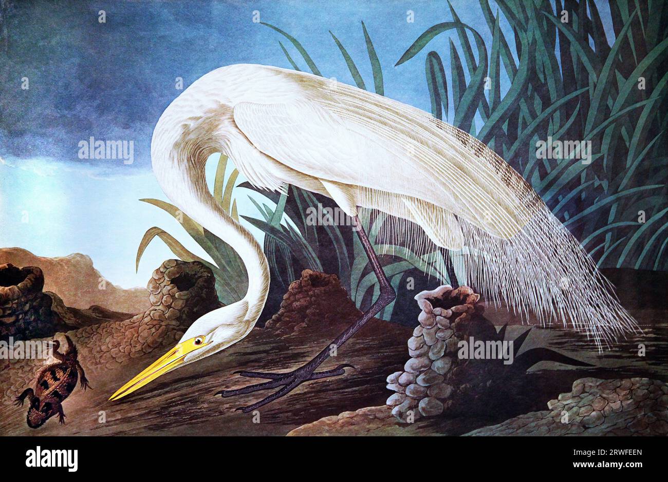 Großer Weißreiher von John James Audubon (1785–1851) aus The Birds of America (1827–38). Ardea alba. Stockfoto