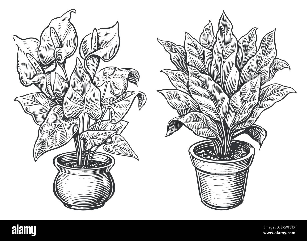 Skizze der Pflanzen in Innenräumen. Zimmerpflanzen, Blumen im Topf im Gravurstil. Vintage-Vektor-Illustration Stock Vektor