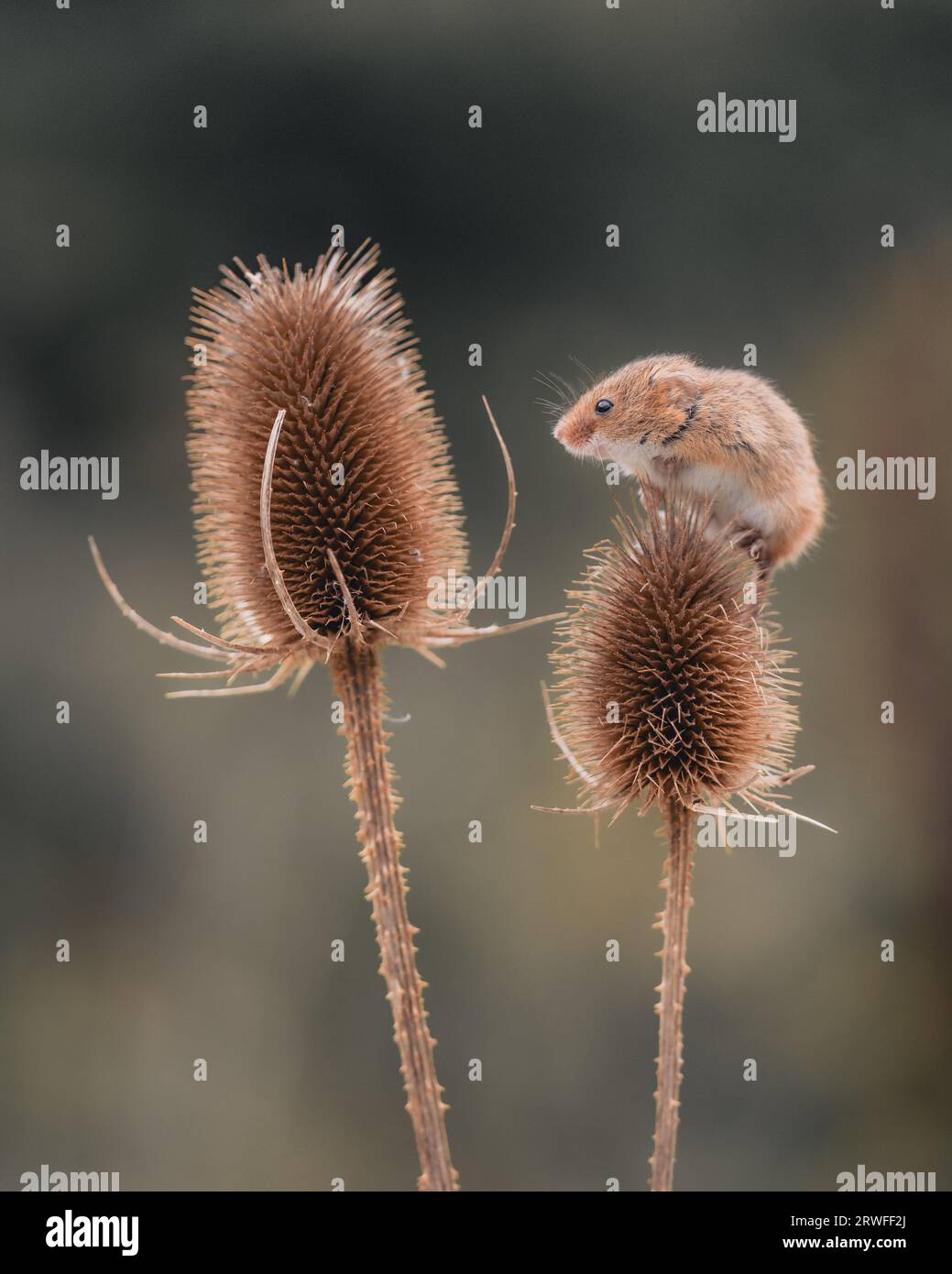 Ernte Maus () im Spätsommer/Frühherbst Hintergrund. Stockfoto