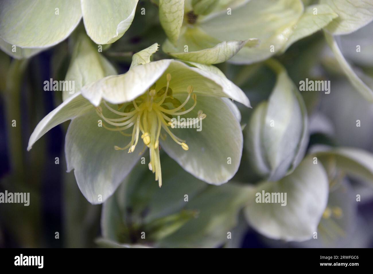 Hellgrüne Helleborus Argutifolius (Corsican hellebore) Blumen, die in einem englischen Cottage Garden, Lancashire, England, Großbritannien angebaut werden. Stockfoto