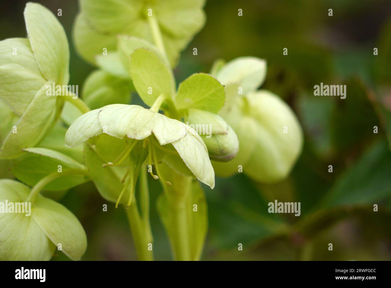 Hellgrüne Helleborus Argutifolius (Corsican hellebore) Blumen, die in einem englischen Cottage Garden, Lancashire, England, Großbritannien angebaut werden. Stockfoto