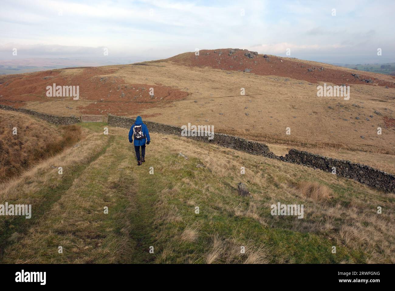 Man (Älteres Hiker) Walking on Track to Flasby Fell from Rough Haw im Yorkshire Dales National Park, England, Großbritannien. Stockfoto