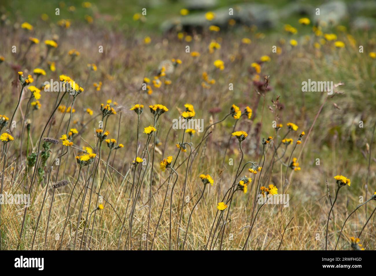 Artenreiche Blumenwiesen im Waliser Val de Bagnes Stockfoto